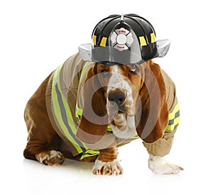 Dog firefighter