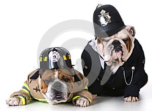 Dog firefighter on policeman