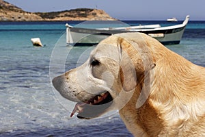 Dog with fishing boat in background