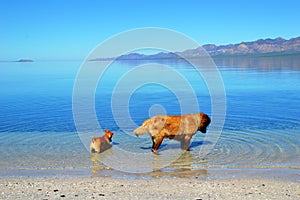 Dog Fishing in Mexico, Baja California del Sur, Mexico photo
