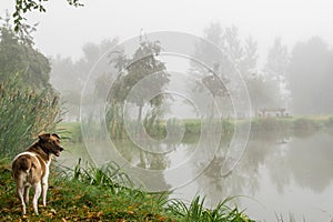 Dog at the fishpond