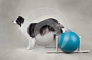 Dog fitness trainig on a sports ball