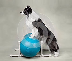 Dog fitness trainig on a sports ball peanut