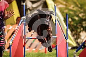 Dog Flat coated retriever is jumping over agility barrier.