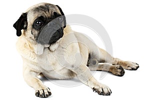 A dog with flat muzzle of a pug breed lies on his side with his head raised on a white. Isolation.