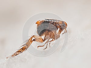 Dog flea Ctenocephalides canis on white fur photo