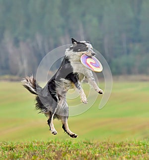 Dog in flight catches a frisbee