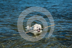 dog floating on water with a stick thrown by its owner