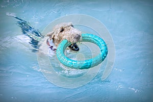 The dog floats and holds a ring in his mouth