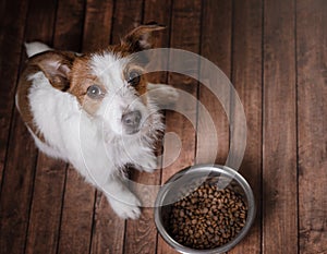 The dog on the floor. Jack Russell Terrier and a bowl of feed photo
