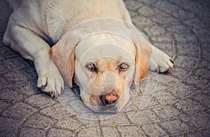 Dog on the floor, yellow labrador, thoughtful and dreaming. Dog sadness, focus on eyes.