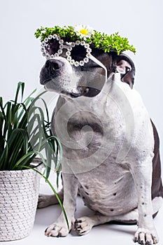 a dog in a floral spring wreath on a white background.