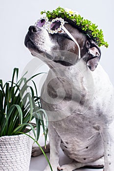 a dog in a floral spring wreath on a white background.