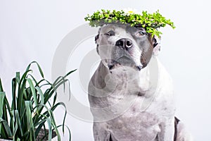 a dog in a floral spring wreath on a white background.