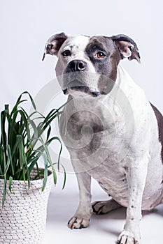 a dog in a floral spring wreath on a white background.