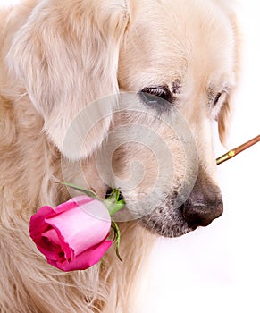 Dog with flower