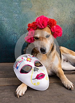 Dog with flower crown and calaca for the day of the dead photo