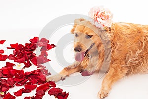 Dog with flower in the had.Cute purebred dog golden retievir with orange hair, a flower on his head, gracefully posing