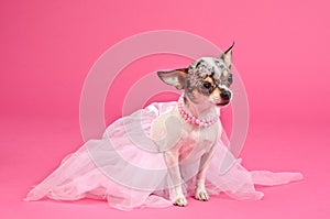 Dog with fluffy dress and pink neckwear