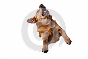 purebred dog doggy jump white cute pet animal background adorable fly. Generative AI. photo