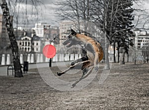 Dog, fly, fresbee photo
