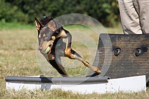 Dog Flyball racing