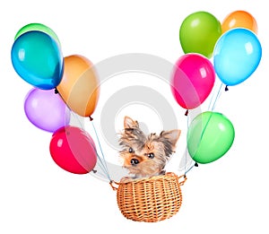 Dog flying in a basket with air balloons