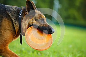 Dog with flying disc