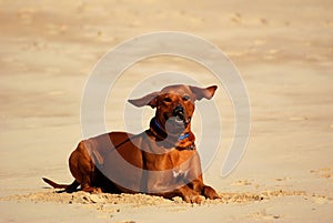 Dog with flying ears