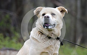 Dog foaming at the mouth, Golden Retriever Great Pyrenees mix