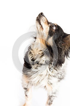 Dog focusing on something above. Studio shot isolated on white background