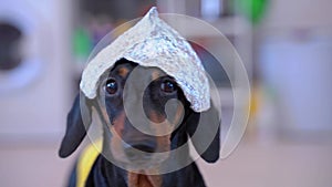 Dog in foil hat parody paranoia conspiracy theory, radiation protection, anxiety