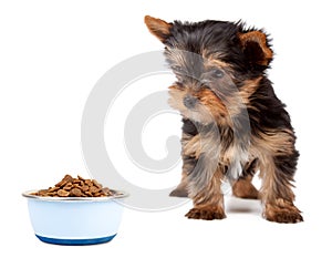 Dog food