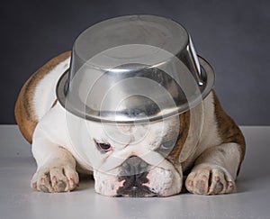 dog with food bowl on head