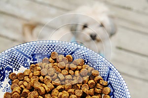 Dog Food in a Bowl Kibble Pet Food