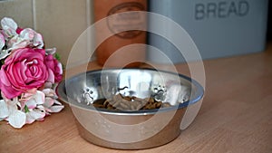 Dog food falling into a metal dog bowl on a kitchen counter