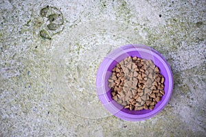 Dog Food in Purple Bowl