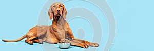 Dog food studio shot. Vizsla dog with bowl full of kibble isolated over pastel blue background. Dry pet food banner.