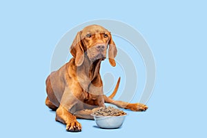 Dog food studio shot. Vizsla dog with bowl full of kibble isolated over pastel blue background. Dry pet food concept.