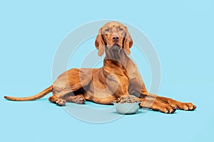 Dog food studio shot. Vizsla dog with bowl full of kibble  over pastel blue background. Dry pet food concept.