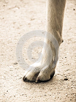 Dog foot 2