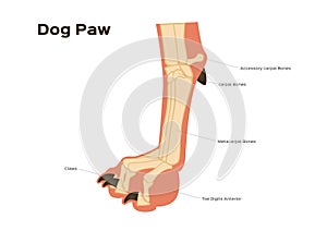 Dog foot paw and leg anatomy / infographic chart vector