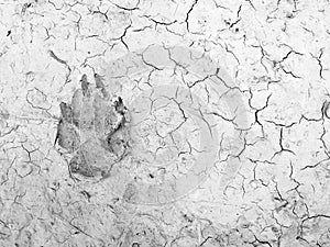 Dog foot print on dry soil for background