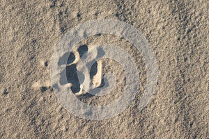 Dog foot print in the sand