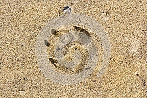 Dog foot print in the sand in summer