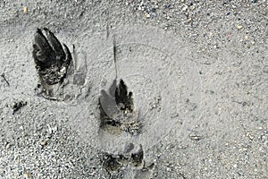 Dog foot print on wet soil ground