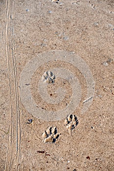 Dog foot prints on a sand. Animal trail