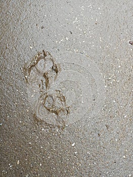 Dog foot step on mud closeup photo in rainy season