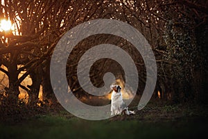 Dog on the footpath. Mystical place, trees. Australian Shepherd in nature