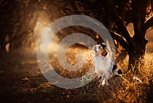 Dog on the footpath. Mystical place, trees. Australian Shepherd in nature